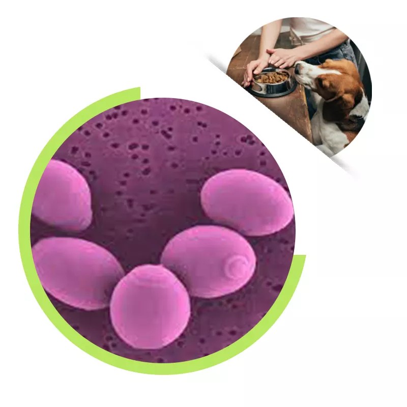 Probiotics