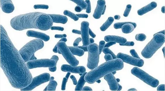 Probiotics