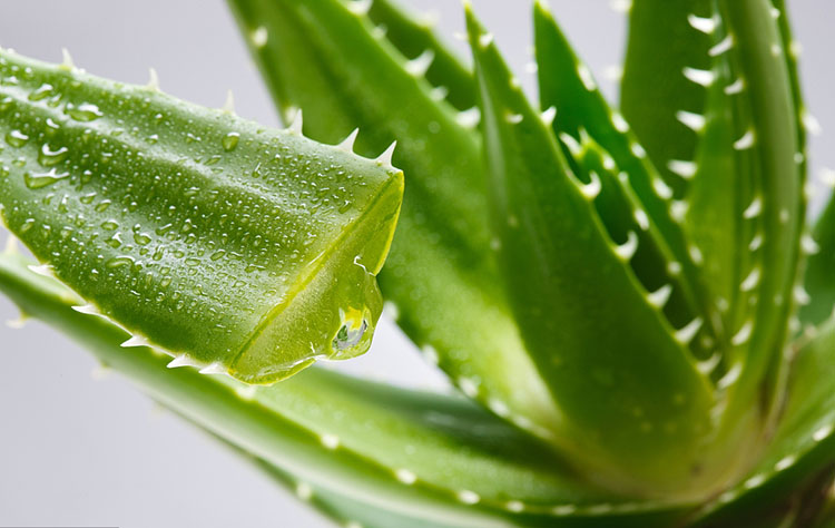 Plant extracts